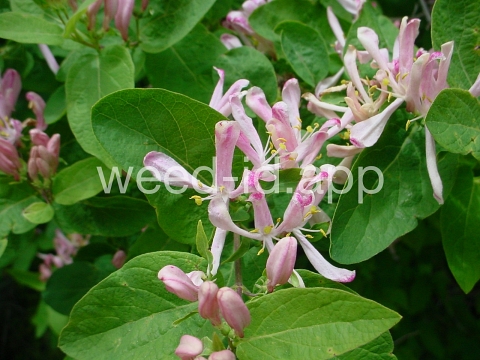 honeysuckle, Tatarian